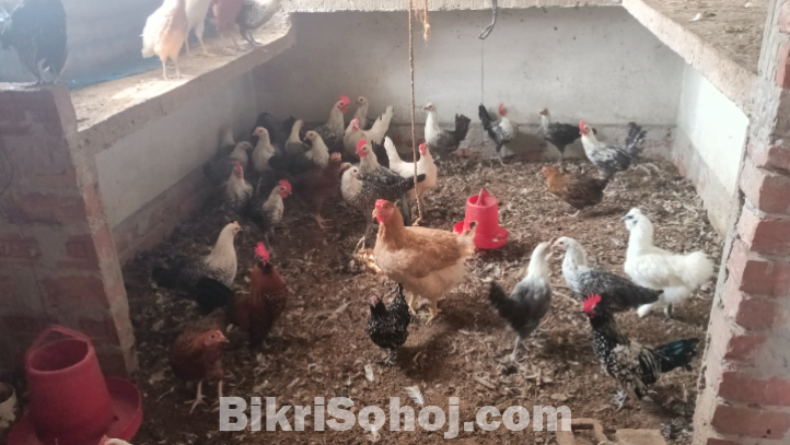 মুরগী বিক্রি করা হবে।